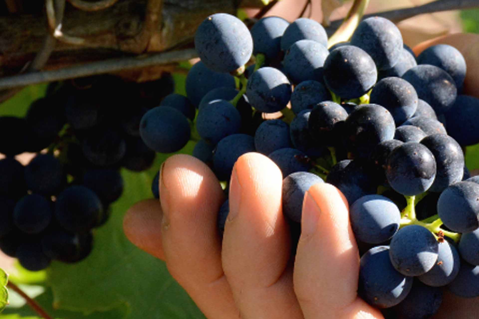 De wijnmaker van BAR over de nieuwe oogst