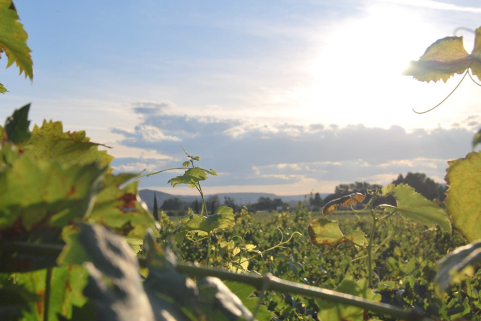 Ontdek onze eigen BAR wijnen